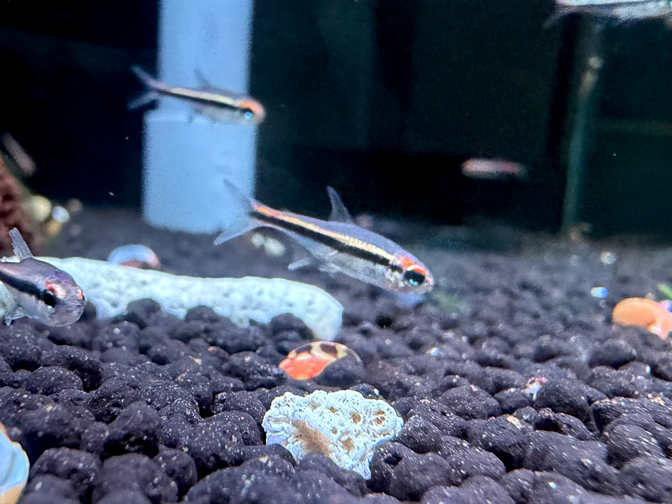 * Tetra/Barb  * Hyphessobrycon Vilmae “Red Face” “WILD”