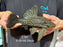 * Pleco *  Panaque nigrolineatus (L191) 24cm #19109 (Actual piece)