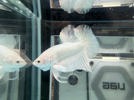 * Betta * HMPK (Actual Fish) #36
