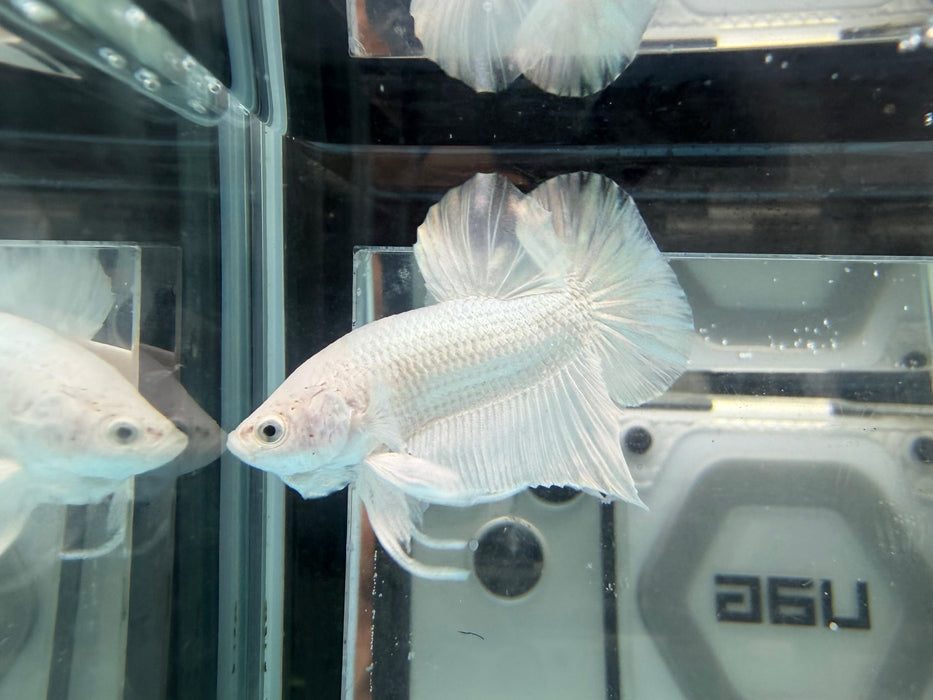 * Betta * HMPK (Actual Fish) #36