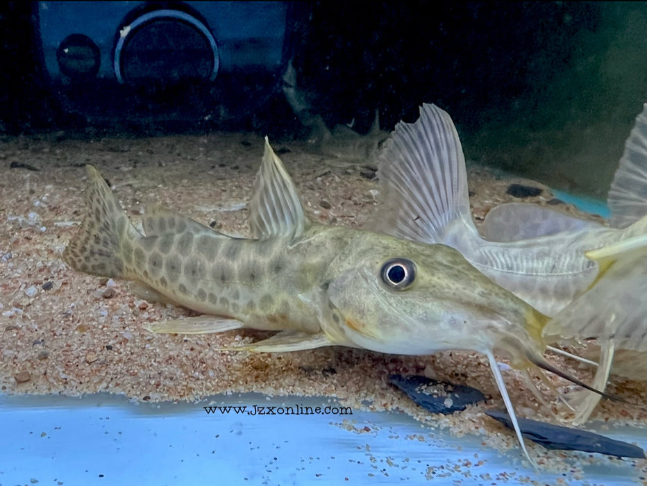 * Catfish *  Auchenoglanis occidentalis “giraffe catfish” 9-11cm