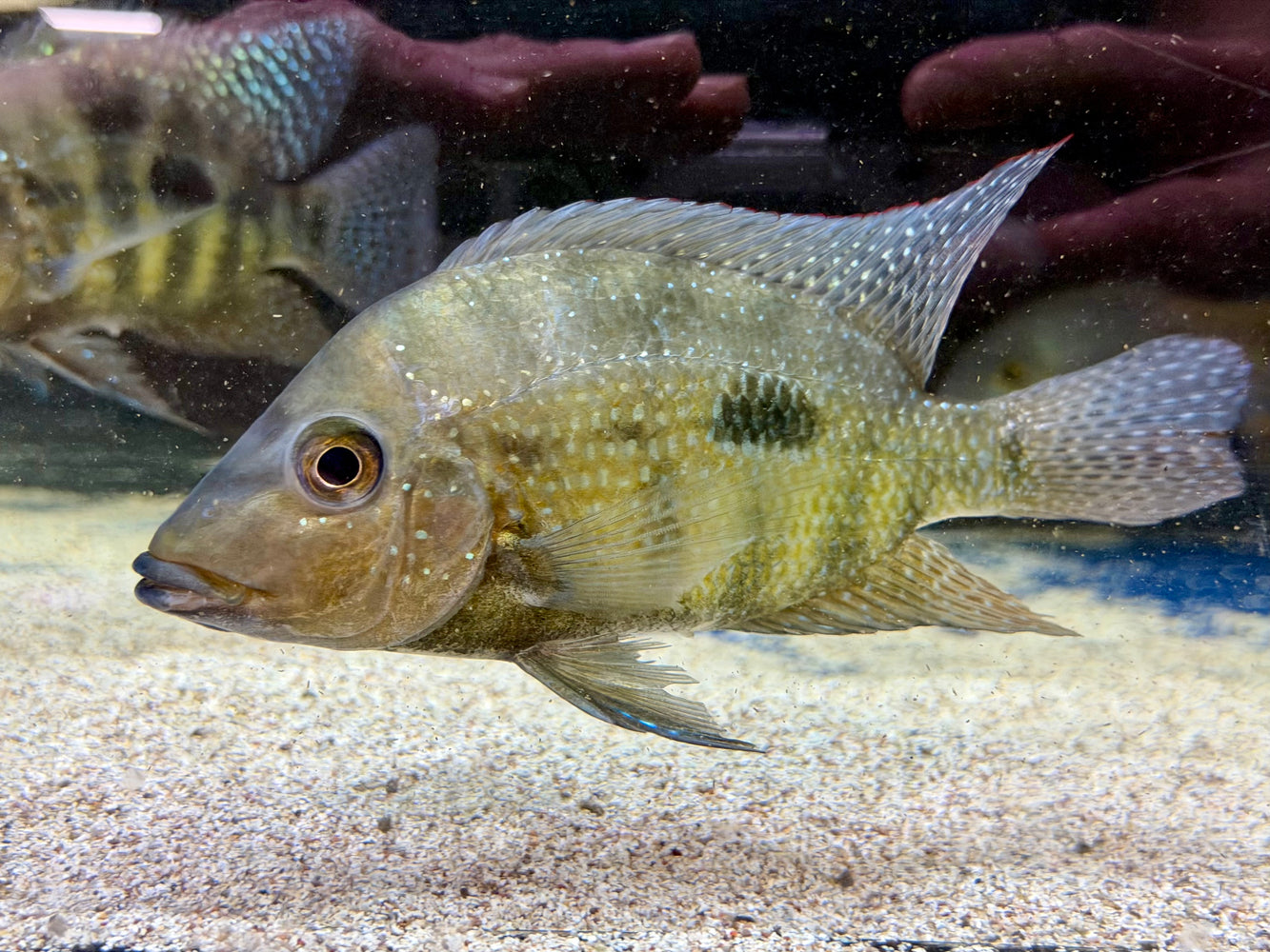 * Cichlids * Cribroheros rostratus (Carate) 15-17cm