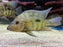* Cichlids * Cribroheros rostratus (Carate) 15-17cm