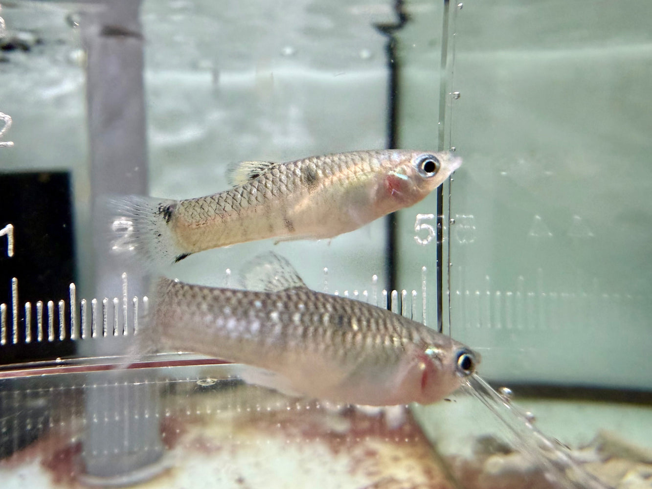 * Livebearers * Poecilia Vivipara (Eye spot toothcarp)