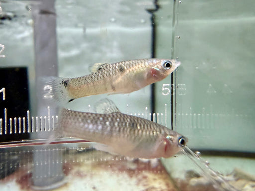 * Livebearers * Poecilia Vivipara (Eye spot toothcarp)