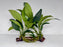 * Plants* Anubias Nana on Spiderwood #77