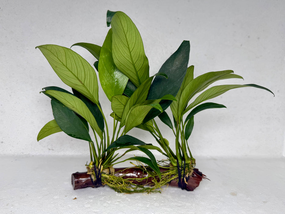 * Plants* Anubias Nana on Spiderwood #77