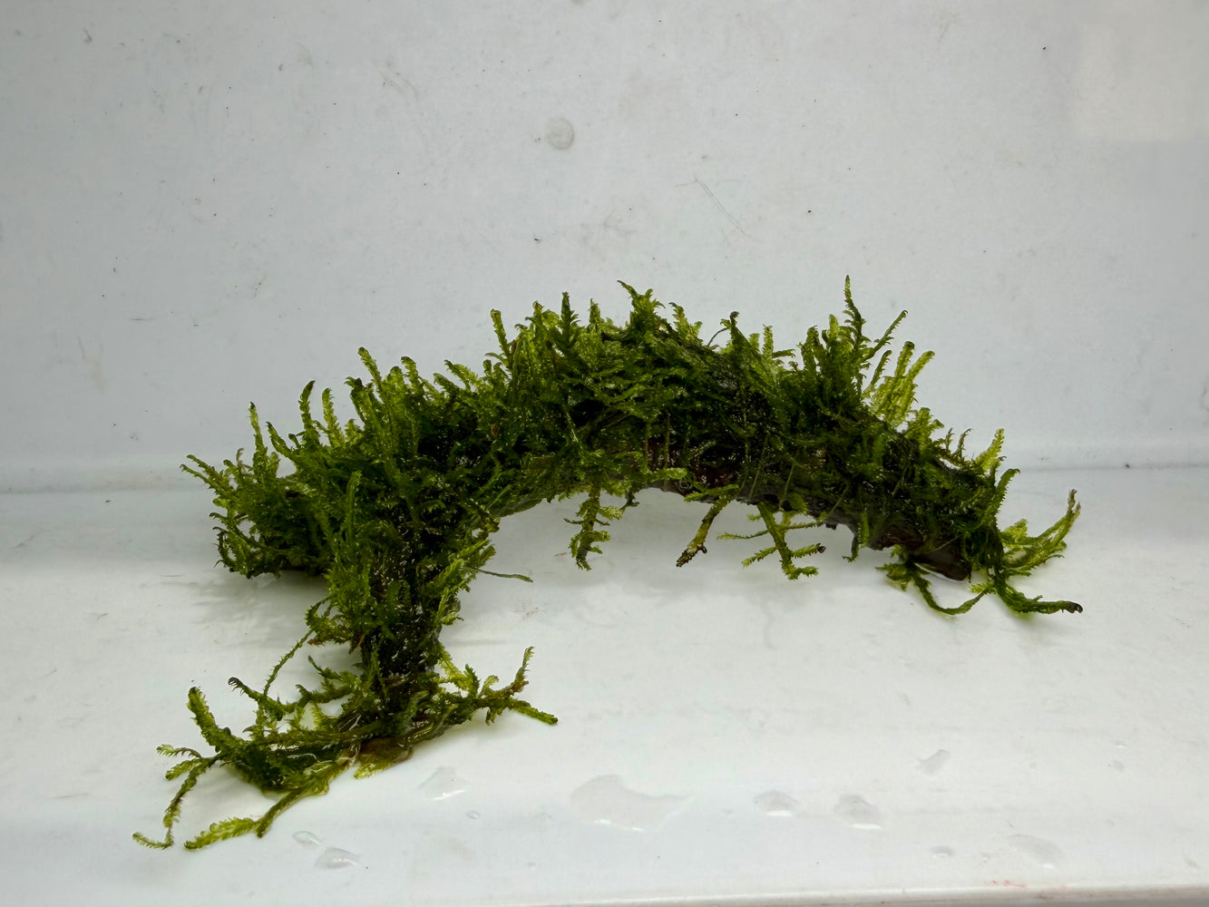 * Plants* Java Moss Resin #JMR