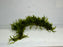 * Plants* Java Moss Resin #JMR