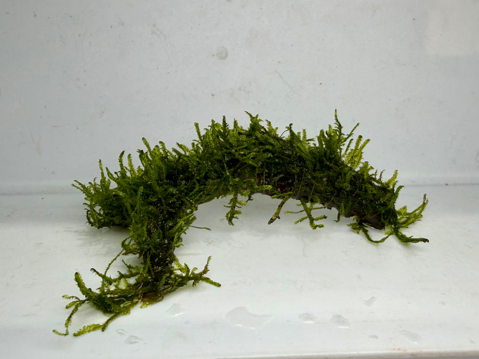 * Plants* Java Moss Resin #JMR