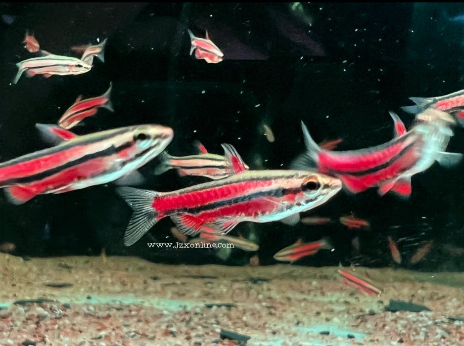 * Tetra  * Nannostomus rubrocaudatus “Coral Purple pencilfish