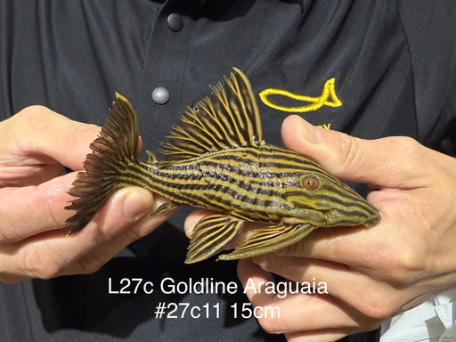 * Pleco *  Panaque armbrusteri (L27C Araguaia GOLDLINE) 15cm #27c11 (Actual piece)