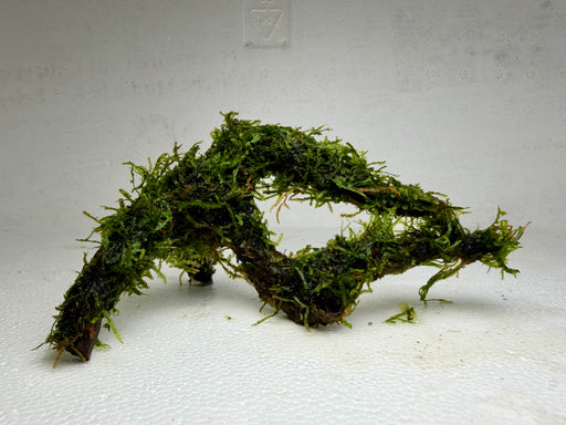 * Plants * Java Moss on Spiderwood #08