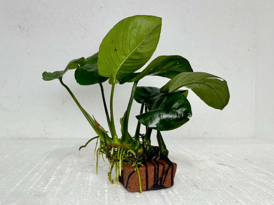 * Plants * Anubias Nana on Rock #29