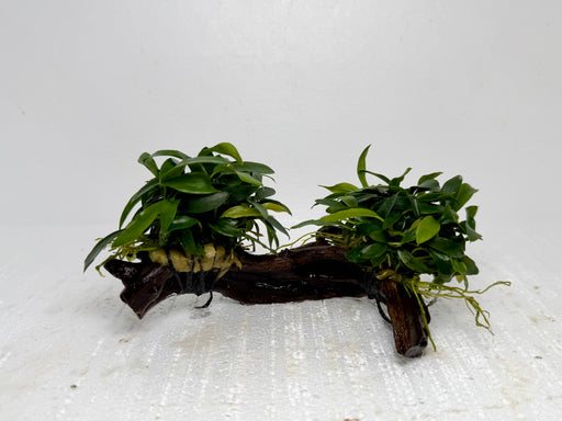* Plants* Anubias Glabra On Spiderwood #41