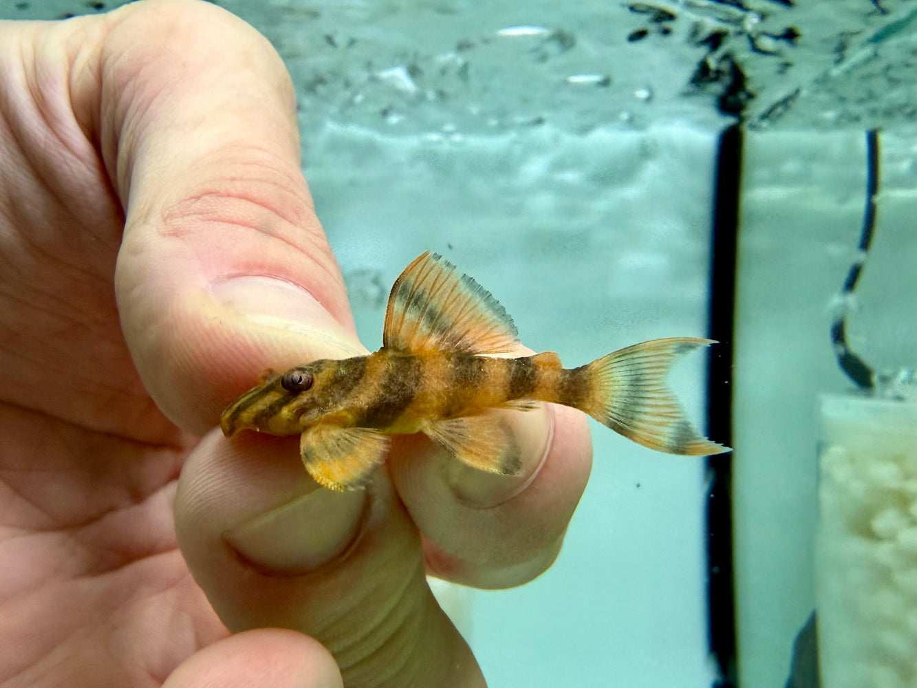 * Pleco *  L306 4-5cm