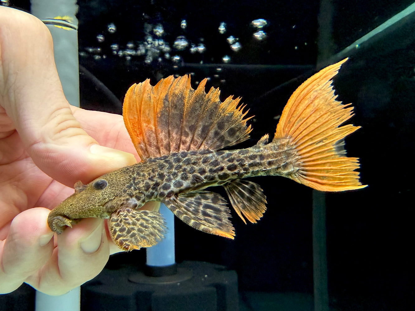 * Pleco * Pseudacanthicus leopardus (L600) “Wild” Full Red Tail! 11cm #60001 (Actual Piece)