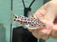 * Catfish * Liosomadoras oncinus BRAZIL "Jaguar Catfish" 7cm #JCB05