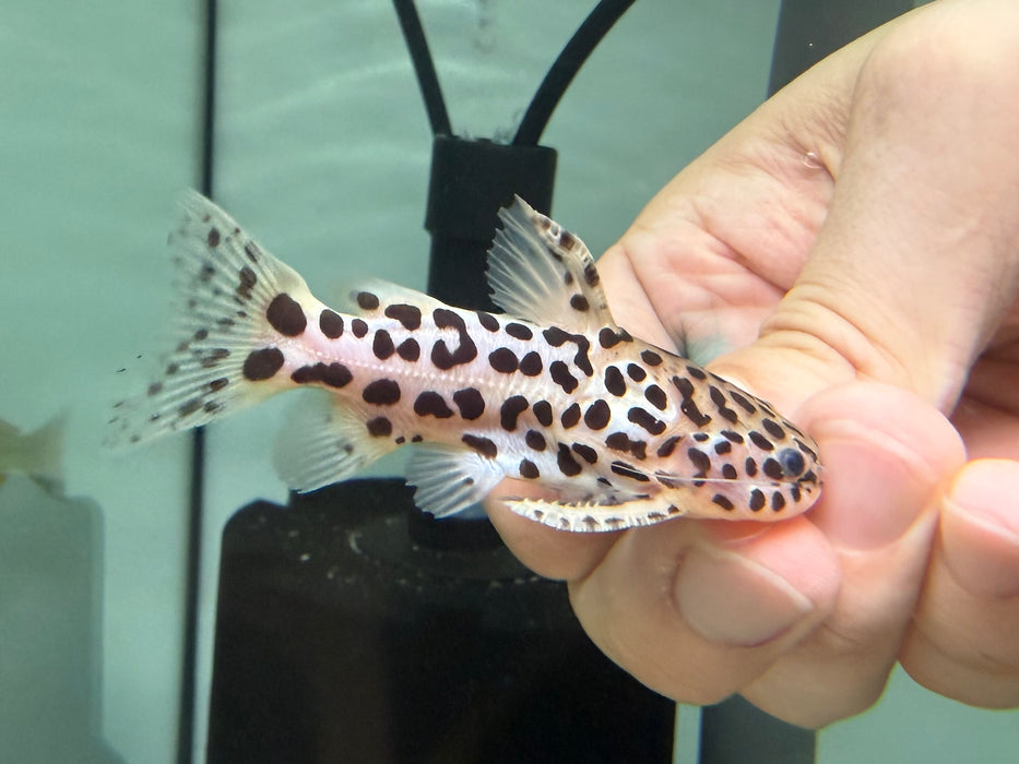 * Catfish * Liosomadoras oncinus BRAZIL "Jaguar Catfish" 7cm #JCB05