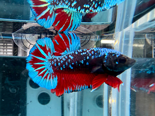 * Betta * HMPK (Actual Fish) #15