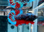 * Betta * HMPK (Actual Fish) #15