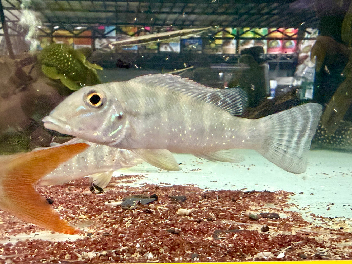 * Cichlids * Retroculus Xinguensis 10-12cm