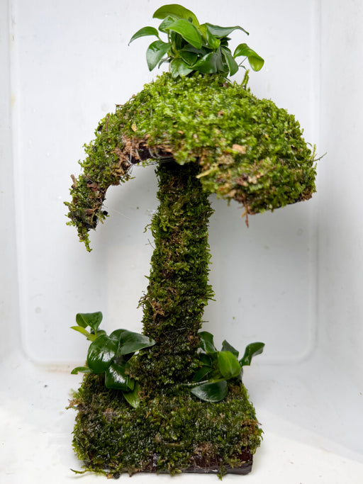 * Plants * Mushroom Moss Hut #03