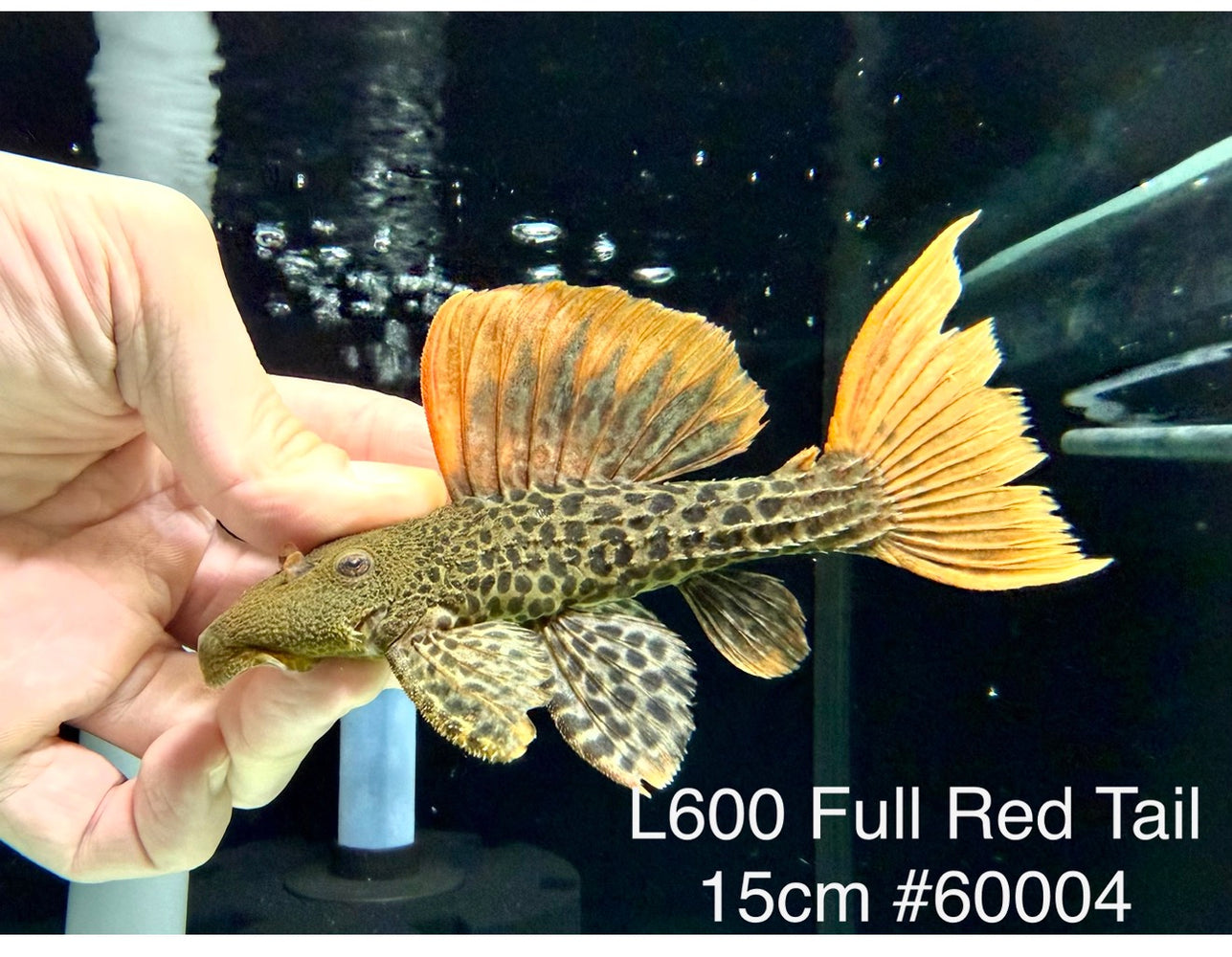 * Pleco * Pseudacanthicus leopardus (L600) “Wild” Full Red Tail! 15cm #60004 (Actual Piece)
