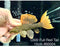 * Pleco * Pseudacanthicus leopardus (L600) “Wild” Full Red Tail! 15cm #60004 (Actual Piece)