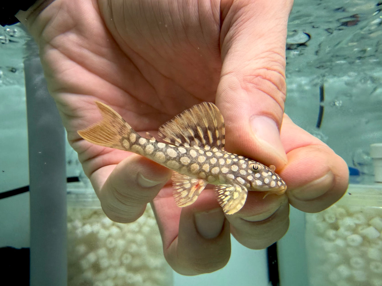 * Pleco *  Scobinancistrus sp. (L14 Sunshine Pleco) 6-8cm