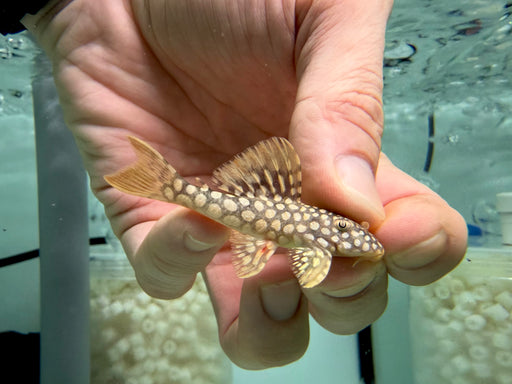 * Pleco *  Scobinancistrus sp. (L14 Sunshine Pleco) 6-8cm