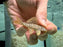 * Pleco *  Scobinancistrus sp. (L14 Sunshine Pleco) 6-8cm