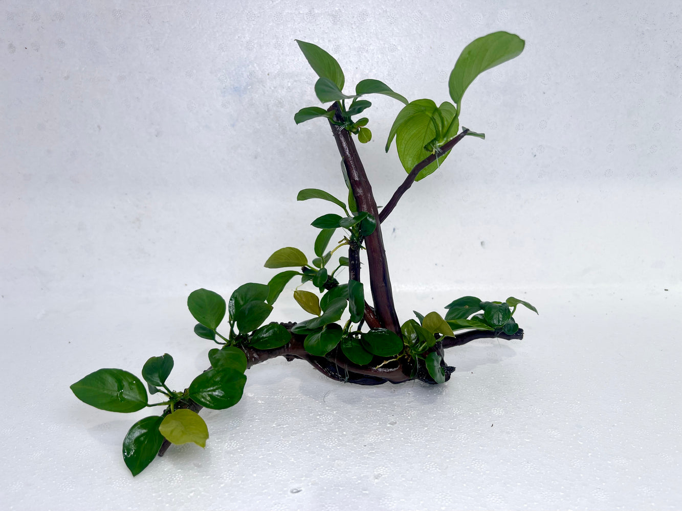 * Plants* Anubias Nana Bonsai #06