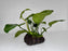 * Plants* Anubias Nana on Rock #17