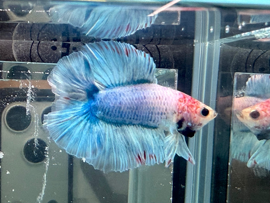 * Betta * Junior DTHM Doubletail Halfmoon (Actual Fish) #18
