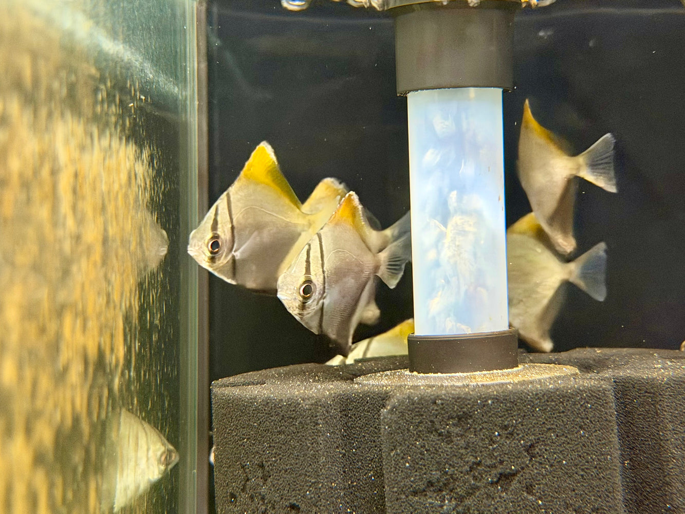 * Other Species * Monodactylus Argenteus (Silver Moony)