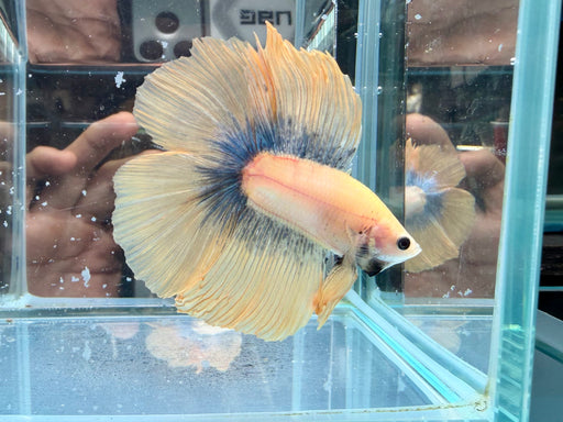 * Betta * DTHM Doubletail Halfmoon (Actual Fish) #52