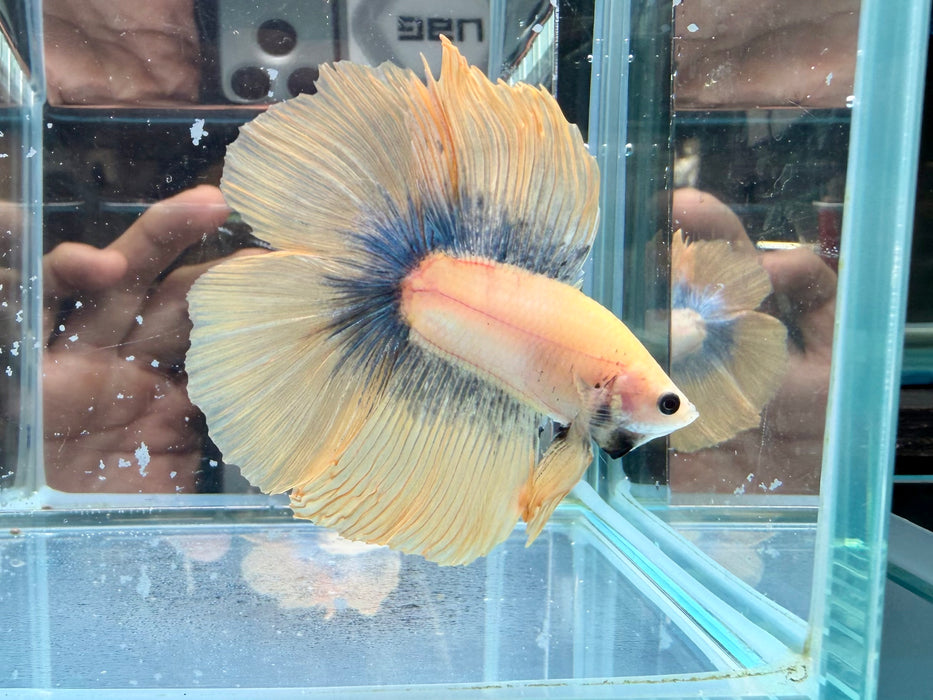 * Betta * DTHM Doubletail Halfmoon (Actual Fish) #52