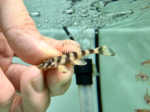 * Pleco * Dekeyseria picta (L52) Butterfly Pleco 4-6cm