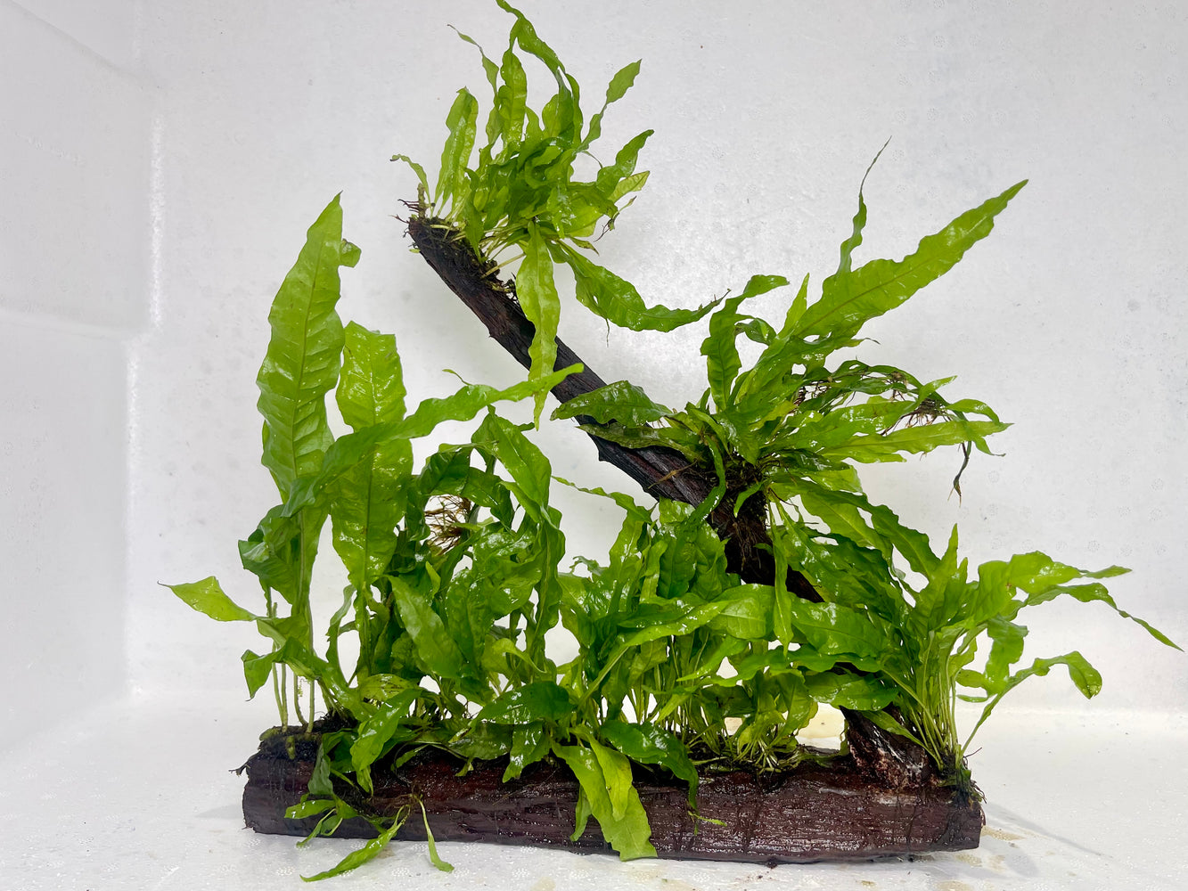 * Plants* Java Fern On Driftwood #01
