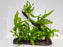 * Plants* Java Fern On Driftwood #01