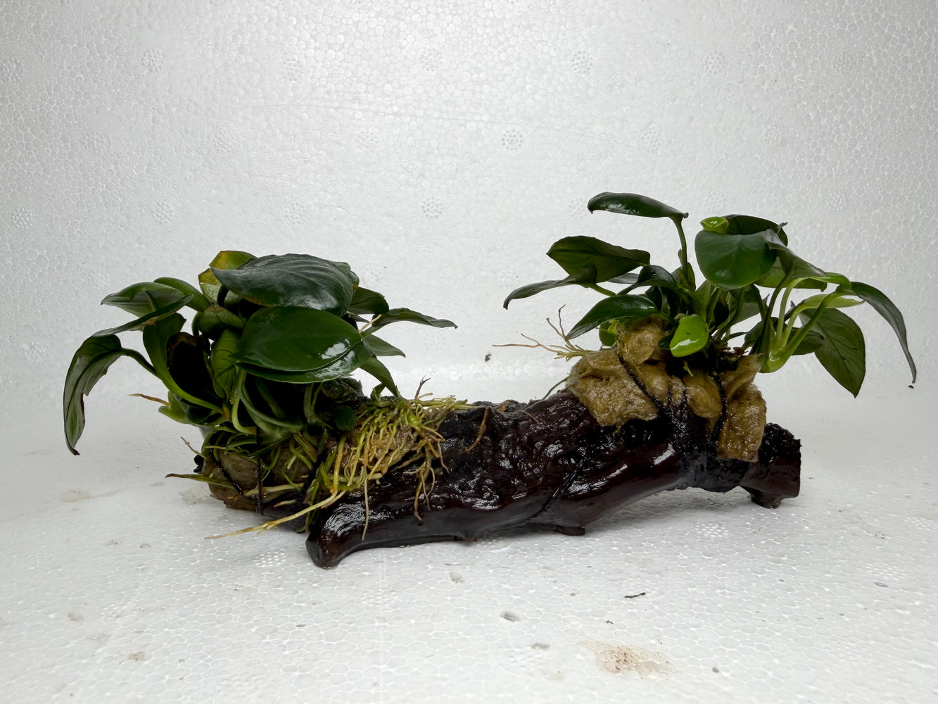 * Plants* Anubias Nana Petite on Spiderwood #98