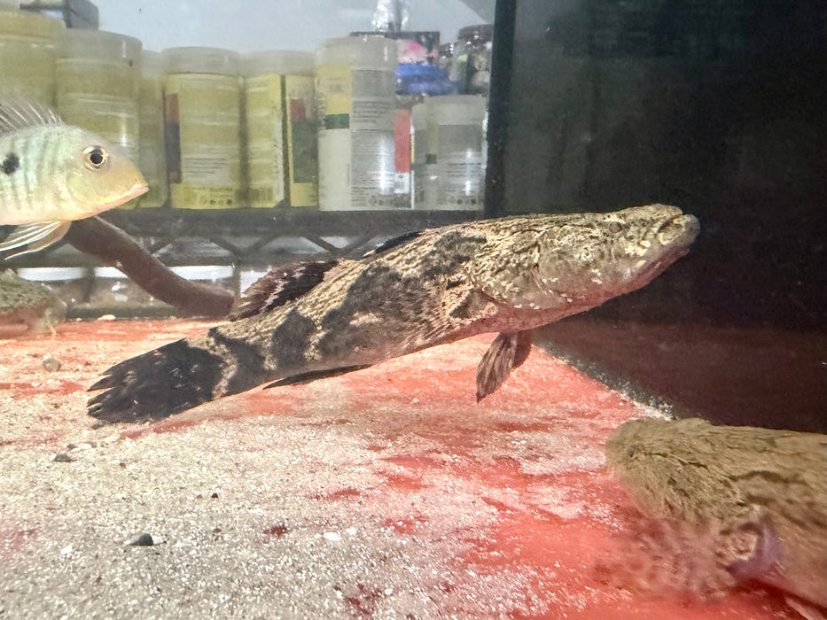 * Other Species * Oxyeleotris marmorata (Marbled Goby) “Soon Hock” 16-20cm