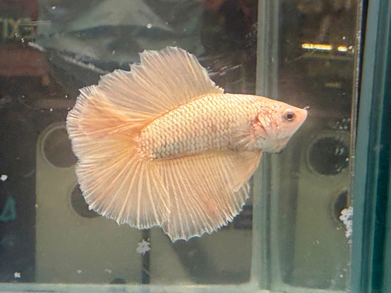 * Betta * Junior DTHM Doubletail Halfmoon (Actual Fish) #16