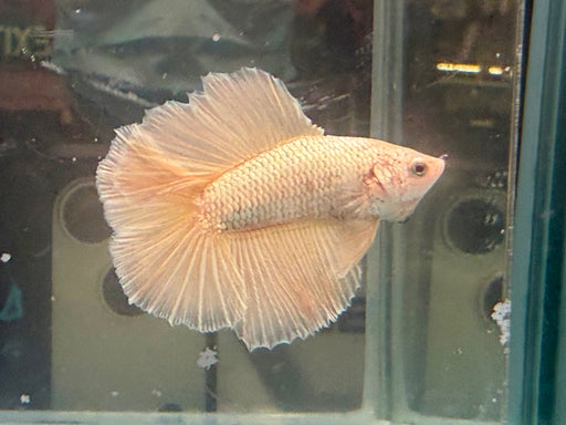 * Betta * Junior DTHM Doubletail Halfmoon (Actual Fish) #16