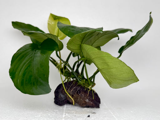 * Plants * Anubias Nana on Rock #18