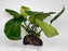 * Plants * Anubias Nana on Rock #18