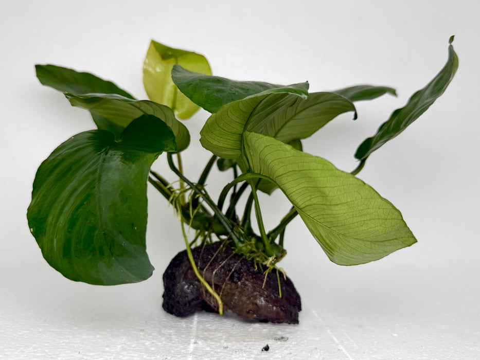 * Plants * Anubias Nana on Rock #18