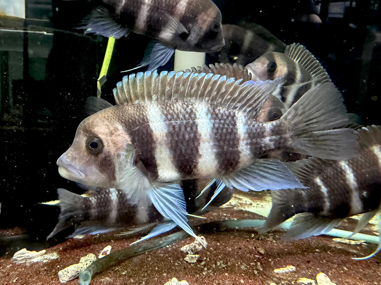 * Cichlids * Cyphotilapia Frontosa Burundi 15cm Captive Bred