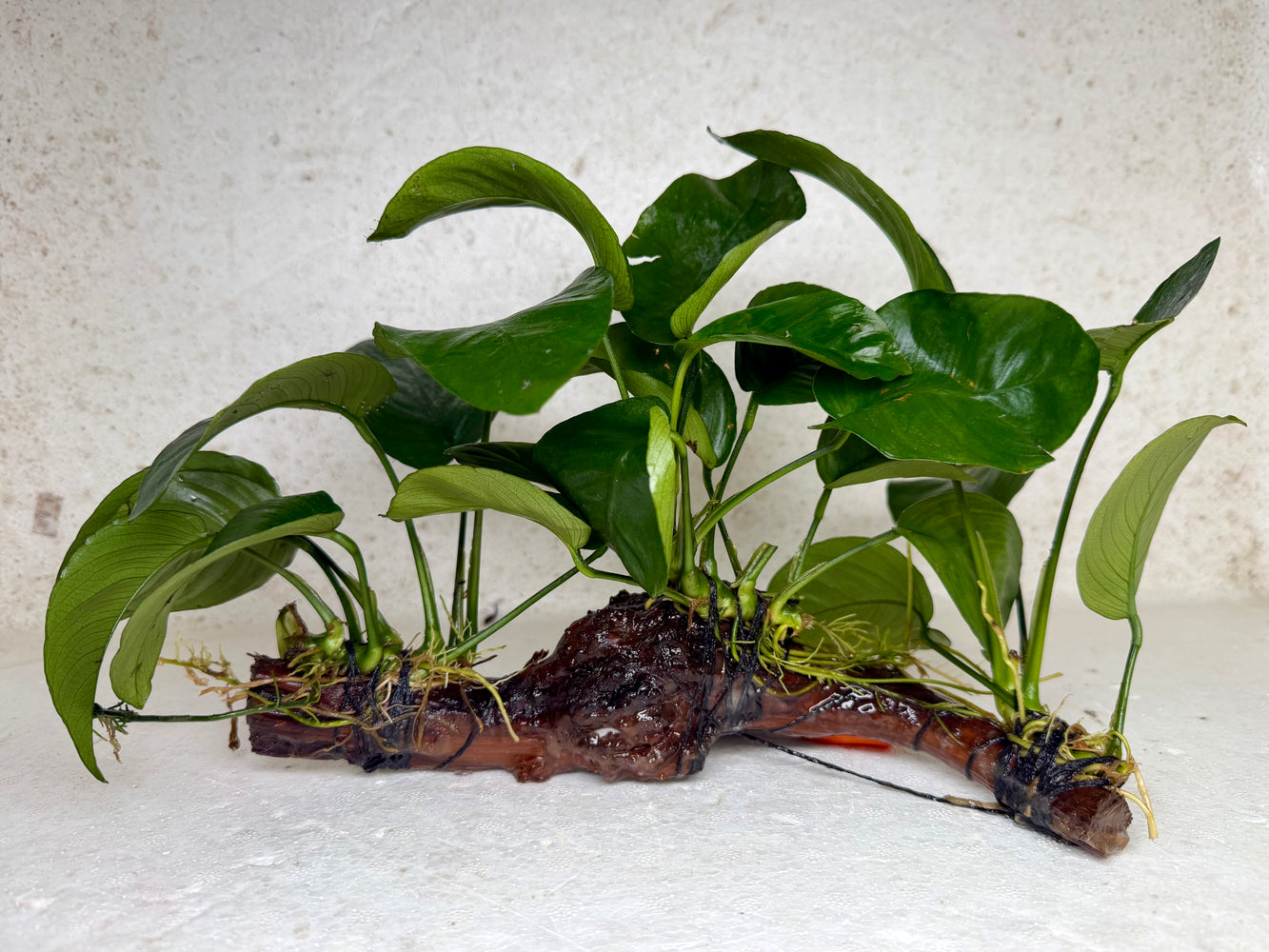 * Plants * Anubias Nana on Spiderwood #173